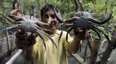 Kampoeng Kepiting